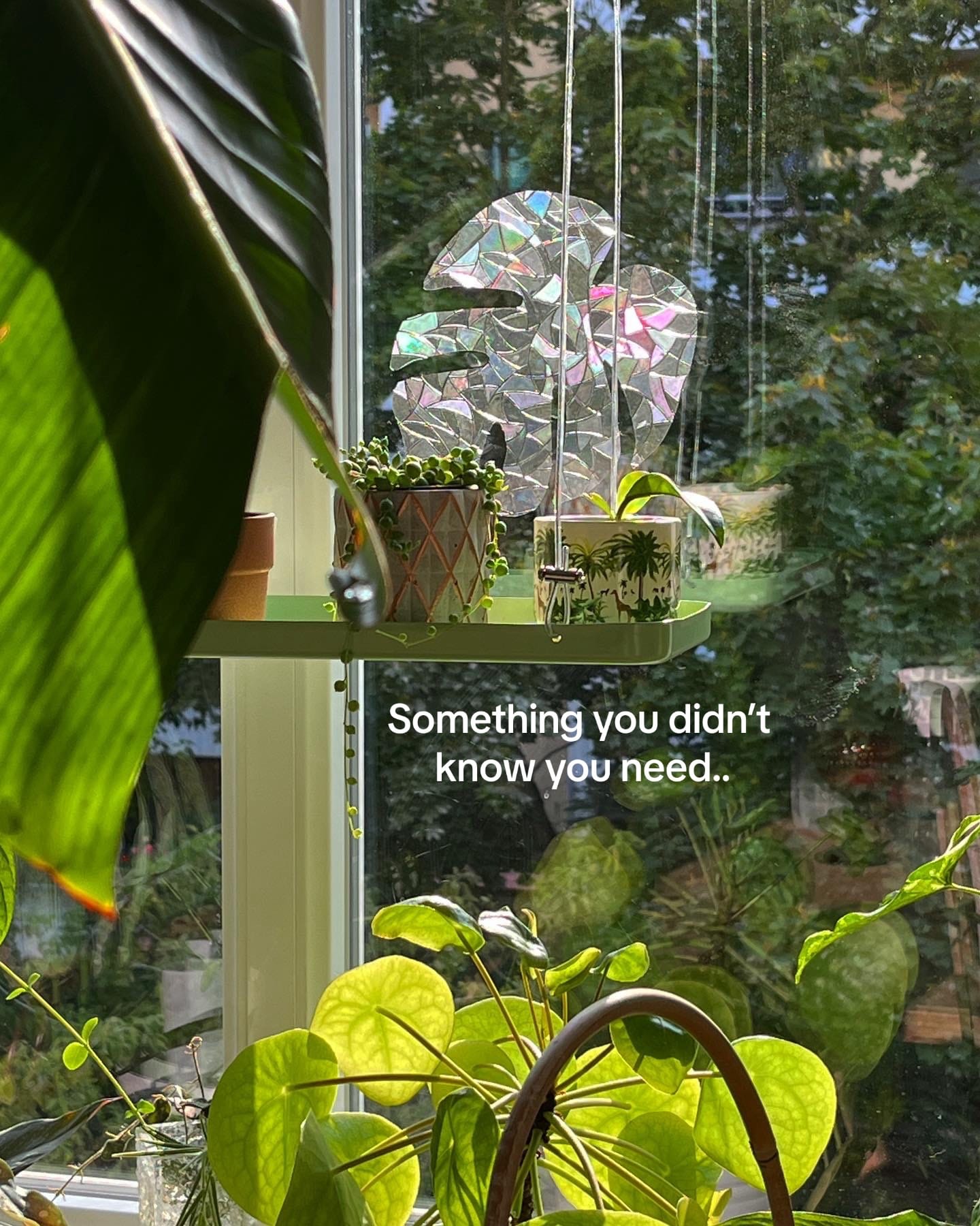 Post 7 by seedor.store - plant aesthetic on TikTok (video)