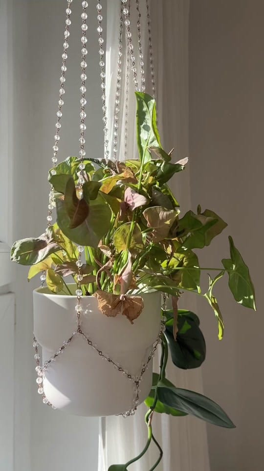 Post 6 by seedor.store - plant aesthetic on TikTok (video)