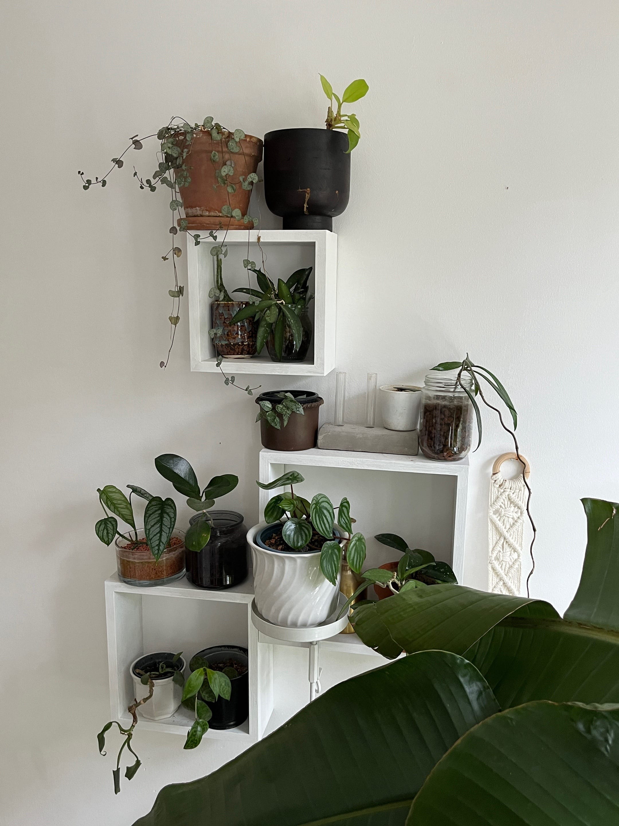 Post 1 by seedor.store - plant aesthetic on TikTok (video)