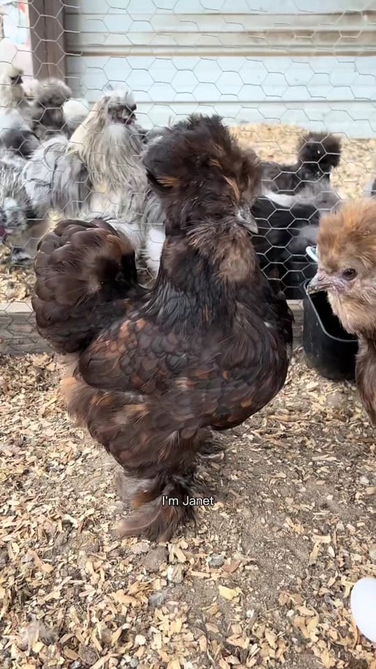 Post 5 by 🐥✨🦋Just Sheryl🦋✨🐥 on TikTok (video)