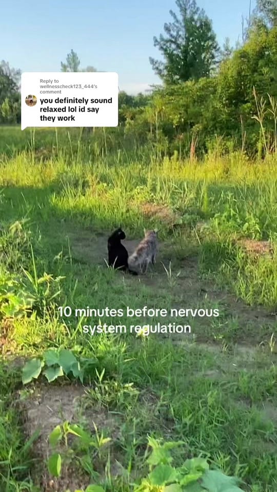 Post 6 by feralandfree on TikTok (video)