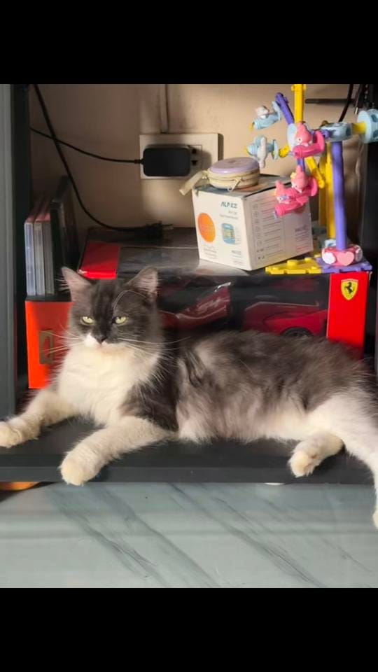 Post 1 by MiloAndKiraraStories on TikTok (video)