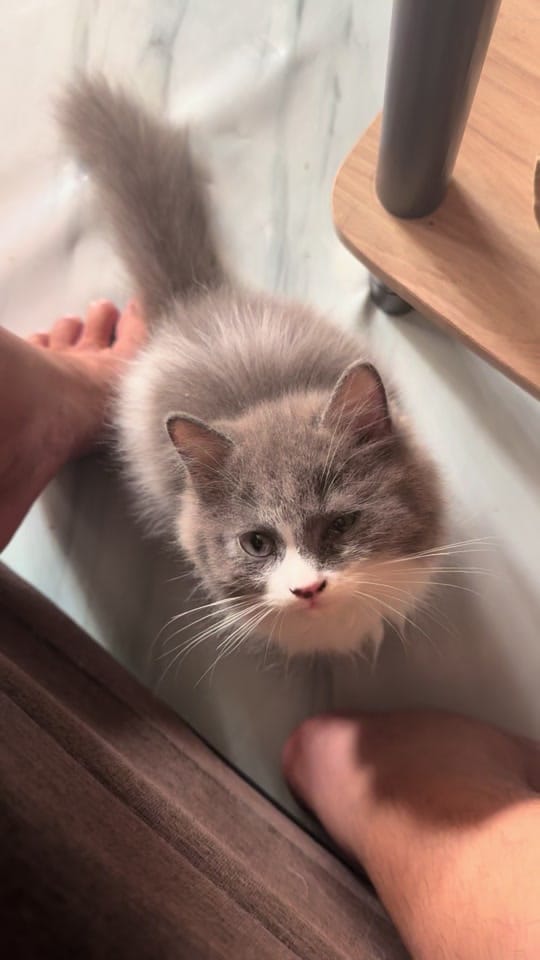 Post 5 by MiloAndKiraraStories on TikTok (video)