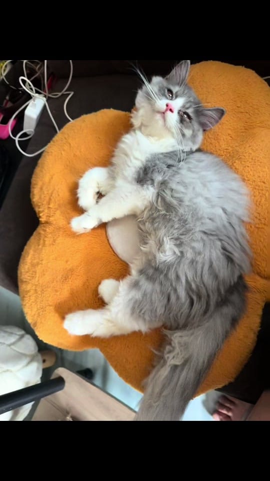 Post 7 by MiloAndKiraraStories on TikTok (video)