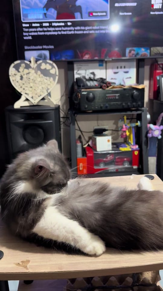 Post 6 by MiloAndKiraraStories on TikTok (video)