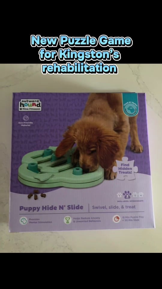 Post 5 by mybffisabostonterrier on TikTok (video)