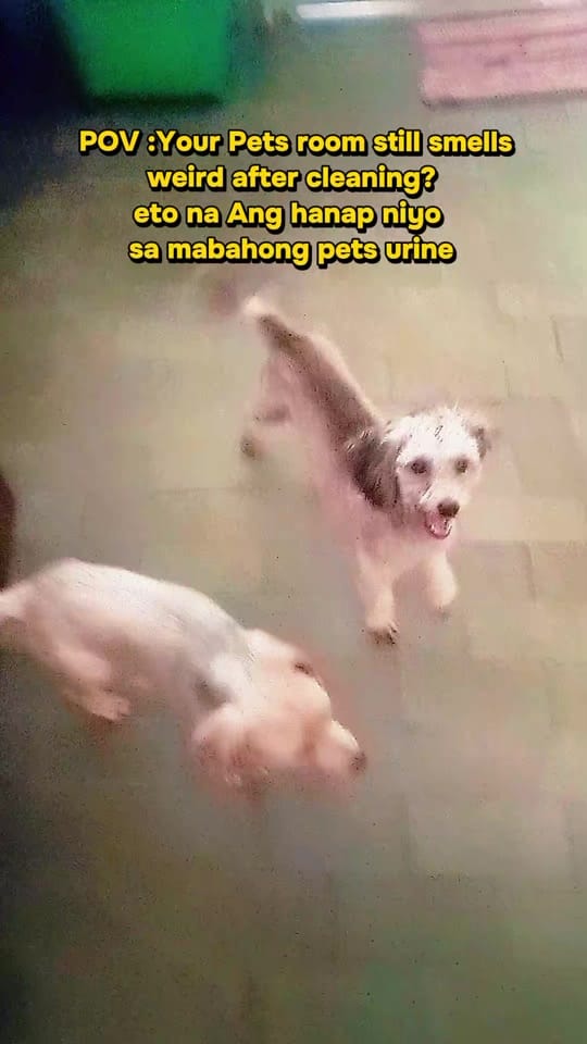 Post 10 by neng garzon fernando on TikTok (video)