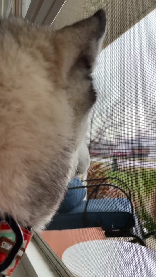 Post 10 by huskymomkatie on TikTok (video)