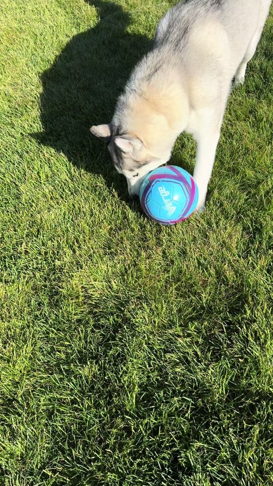 Post 5 by huskymomkatie on TikTok (video)