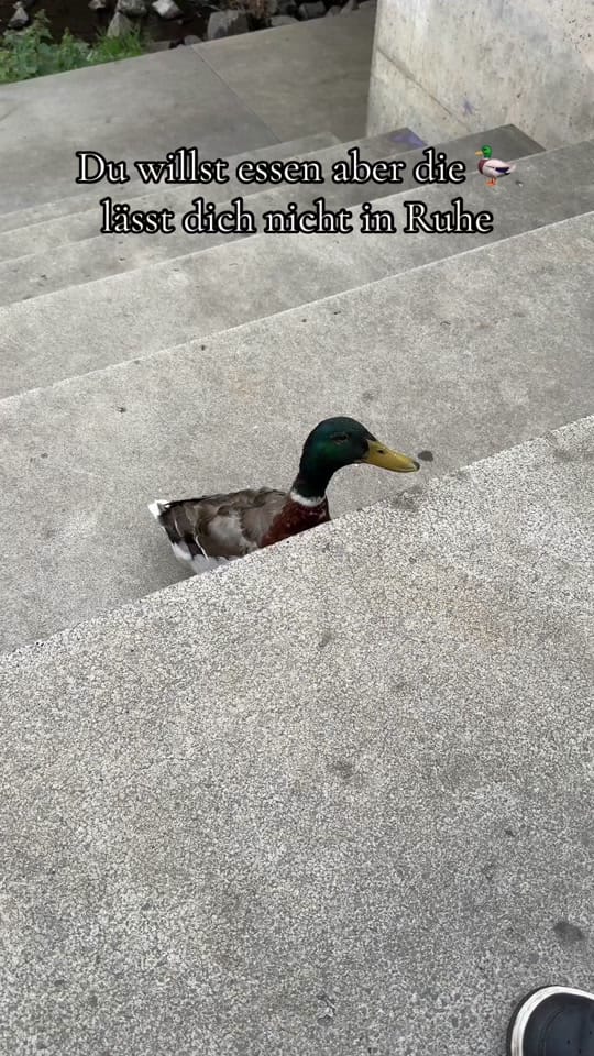 Post 4 by Elif | Meine bunte Welt 🌸 on TikTok (video)