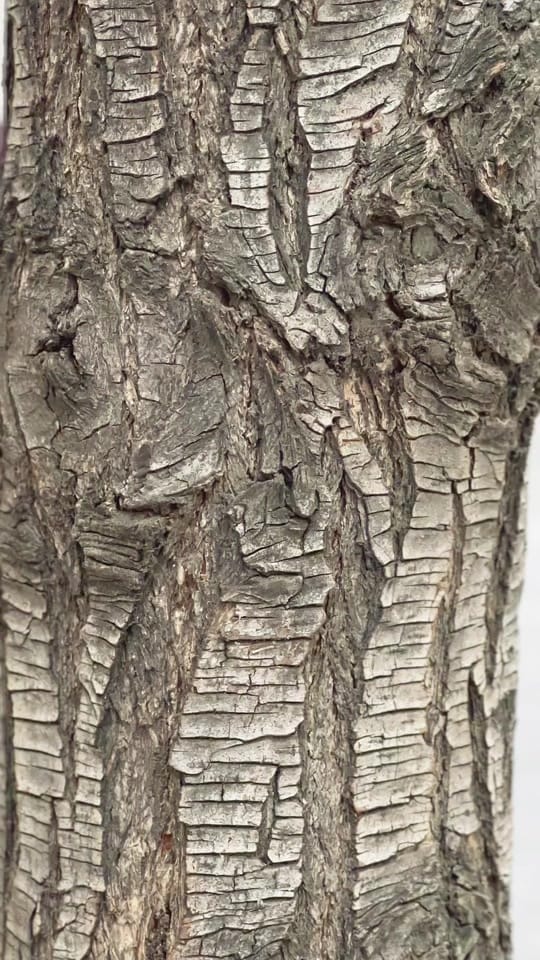 Post 9 by Jose Vasquez. on TikTok (video)