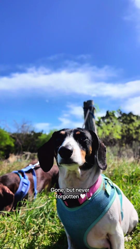 Post 7 by Jordan Rey on TikTok (video)