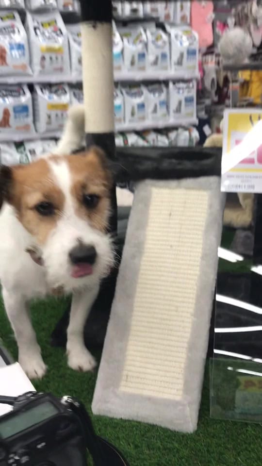 Post 8 by Eddie Jack Russell on TikTok (video)