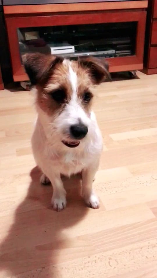 Post 10 by Eddie Jack Russell on TikTok (video)