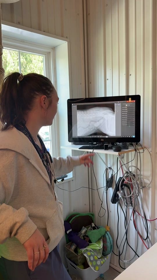 Post 3 by Paws Animal Hospital PA on TikTok (video)