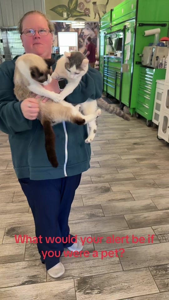 Post 1 by Paws Animal Hospital PA on TikTok (video)