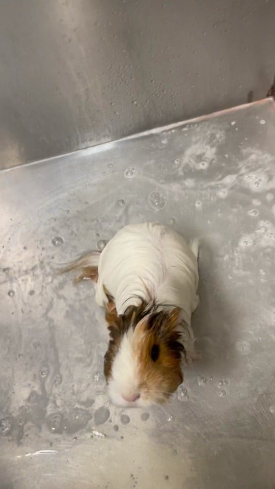 Post 4 by GahannaAnimalHospital on TikTok (video)