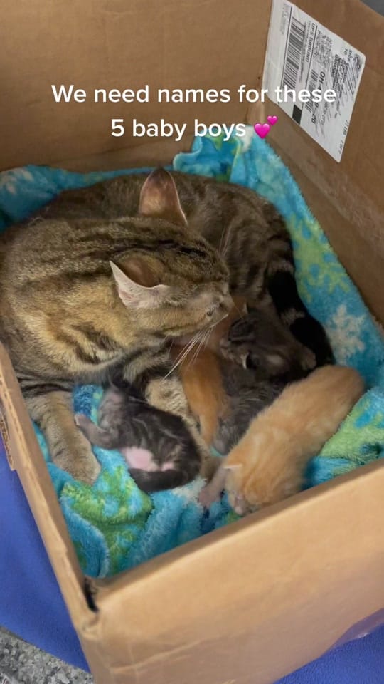 Post 5 by GahannaAnimalHospital on TikTok (video)