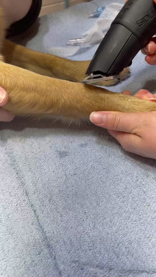Post 2 by GahannaAnimalHospital on TikTok (video)