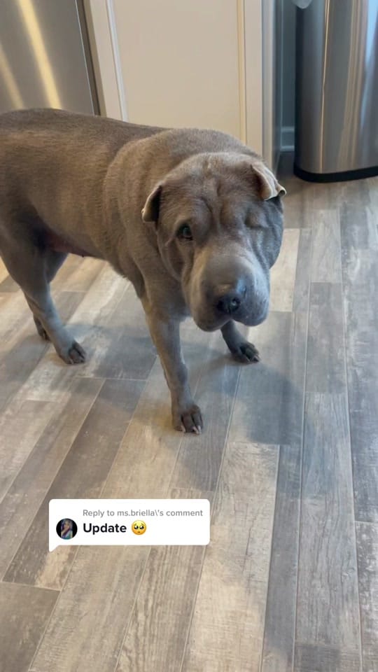 Post 9 by GahannaAnimalHospital on TikTok (video)