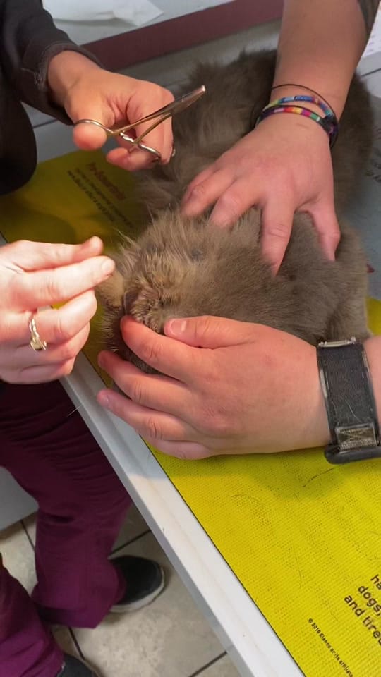 Post 1 by GahannaAnimalHospital on TikTok (video)