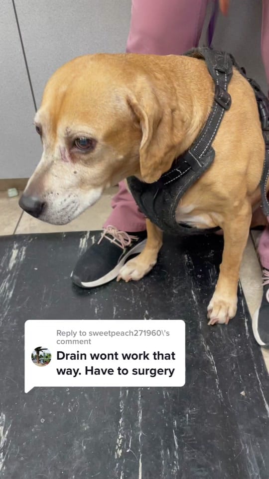 Post 8 by GahannaAnimalHospital on TikTok (video)