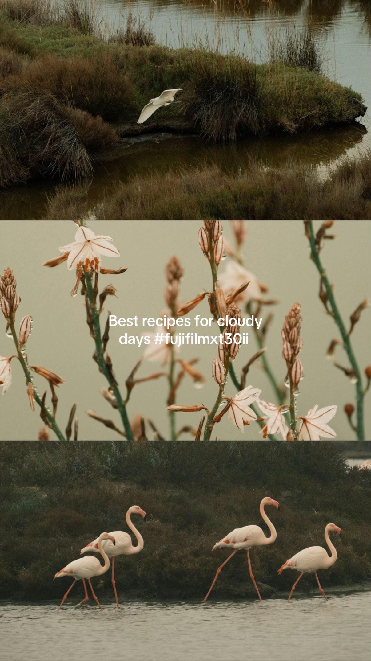 Post 7 by gemmphotographies on TikTok (video)