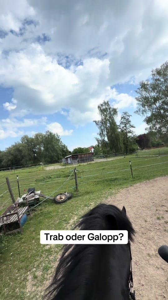 Post 5 by Steffi on TikTok (video)