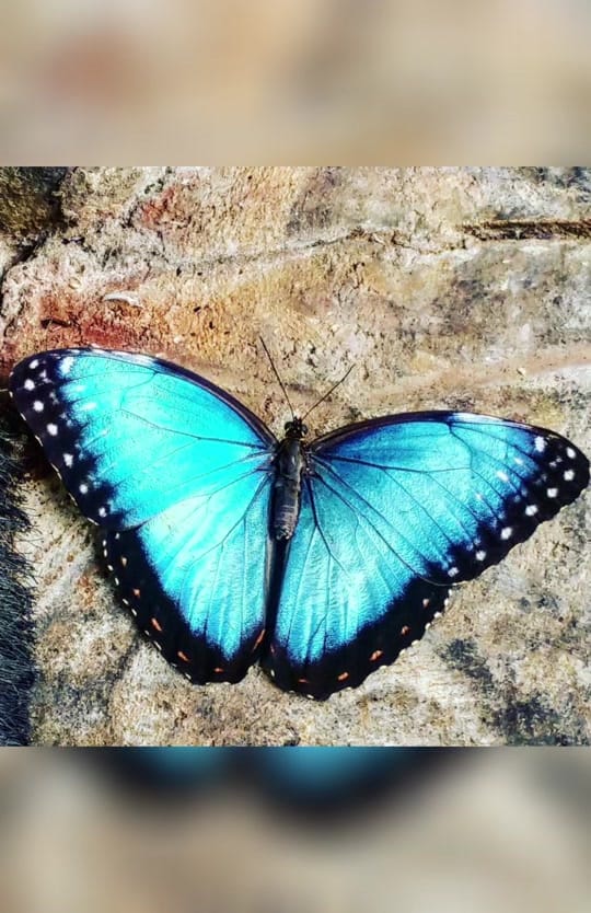 Post 8 by David 333 Sherwood🕊️🦋🕊️ on TikTok (video)