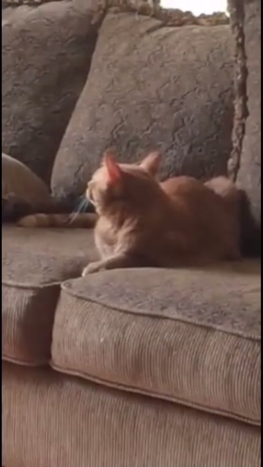 Post 9 by Mackenzie💕 on TikTok (video)