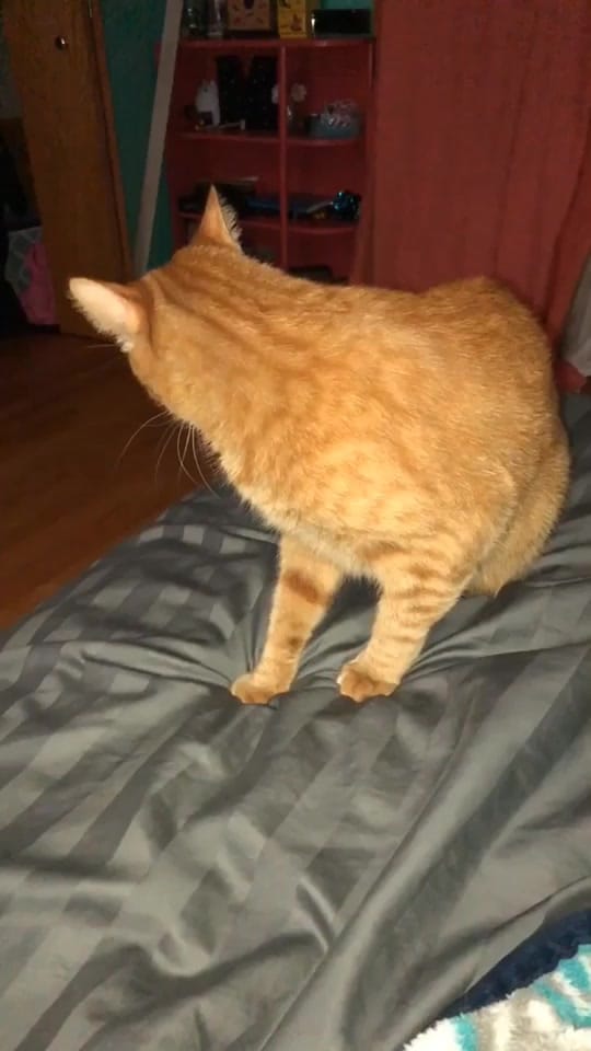 Post 10 by Mackenzie💕 on TikTok (video)