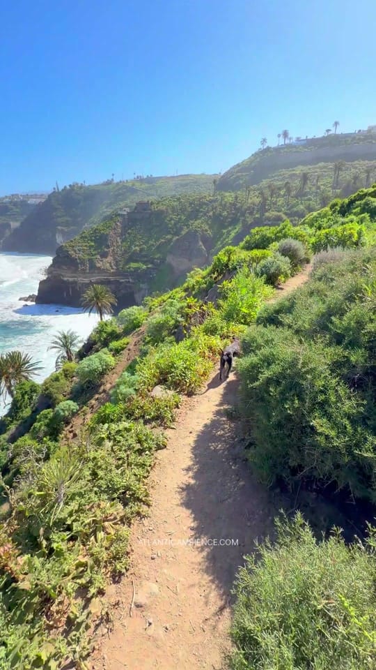 Post 8 by Tenerife Ambience on TikTok (video)