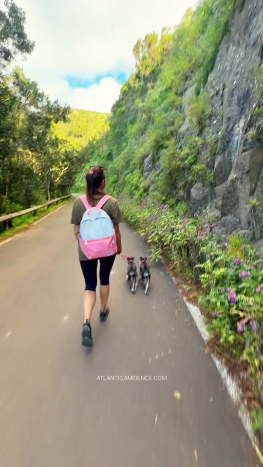 Post 3 by Tenerife Ambience on TikTok (video)