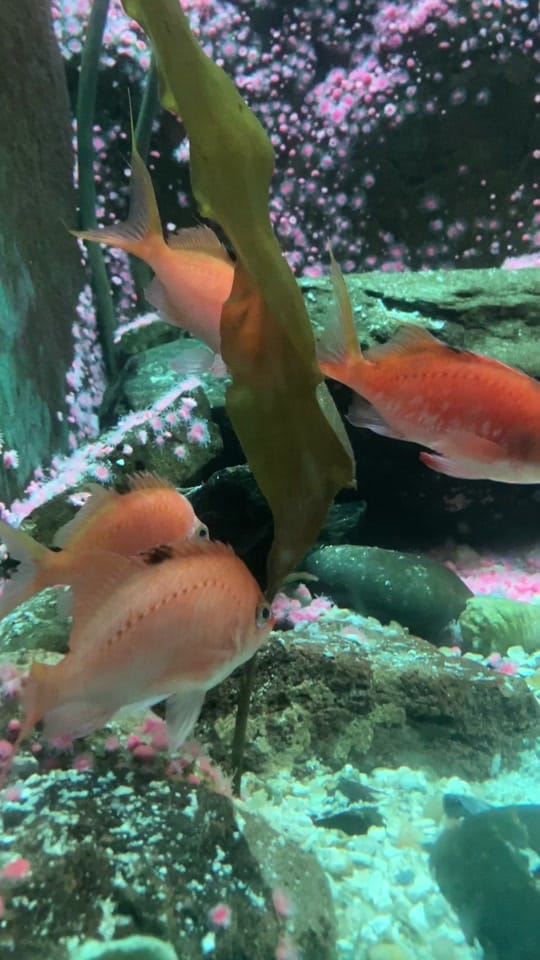 Post 2 by mrtylerlarson on TikTok (video)