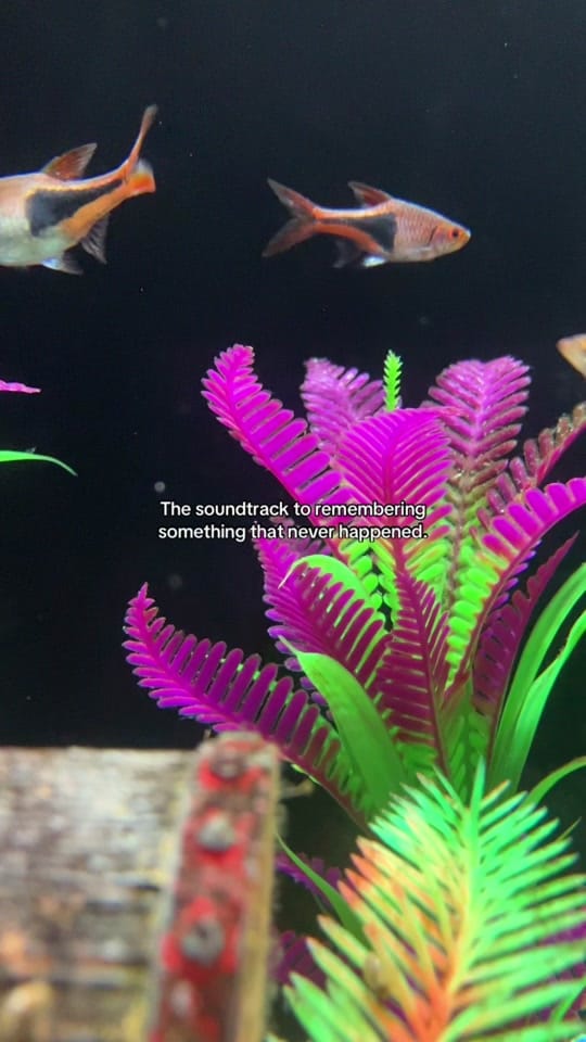 Post 6 by mrtylerlarson on TikTok (video)