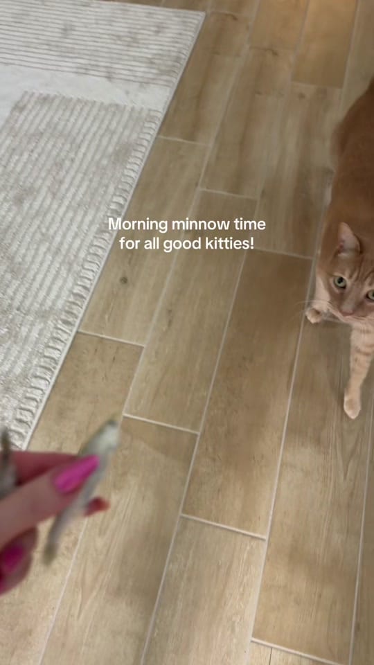 Post 2 by Cat Beyond on TikTok (video)