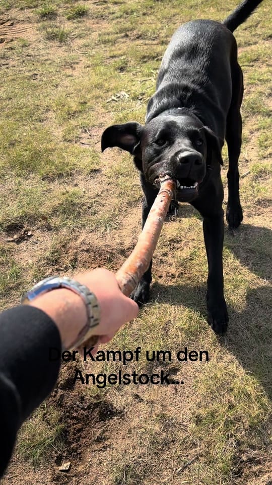 Post 7 by luxarius_official on TikTok (video)