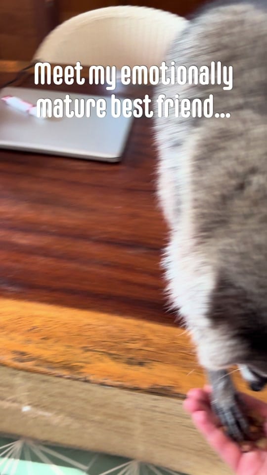 Post 5 by WildHugs on TikTok (video)