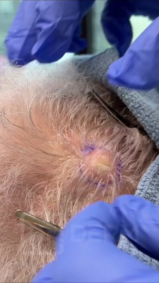 Post 2 by Dr. David Myers on TikTok (video)