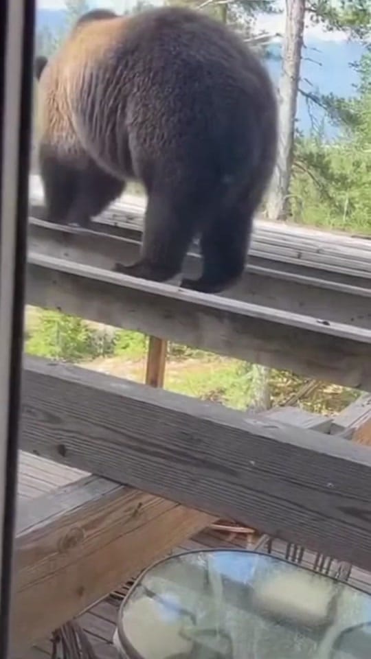 Post 1 by Veoguy on TikTok (video)