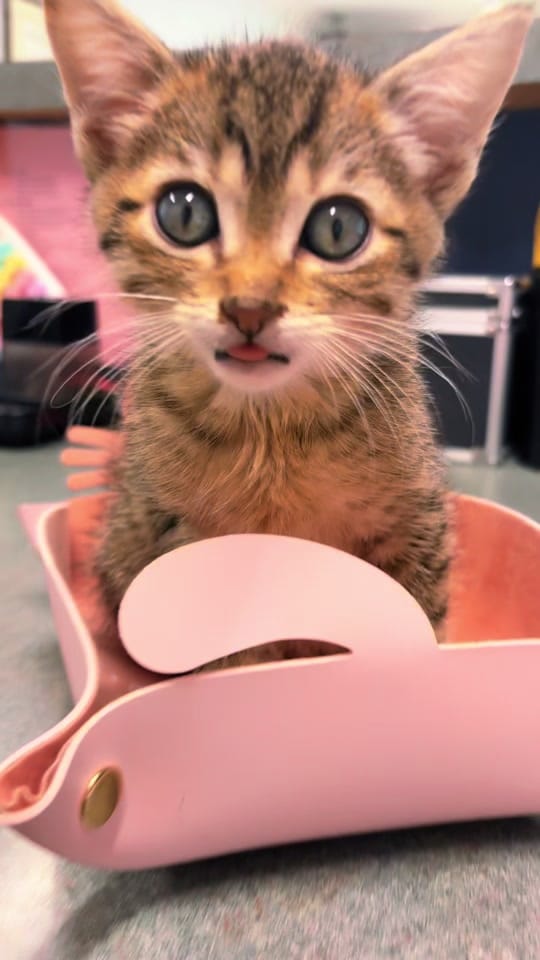Post 1 by The Tablets on TikTok (video)