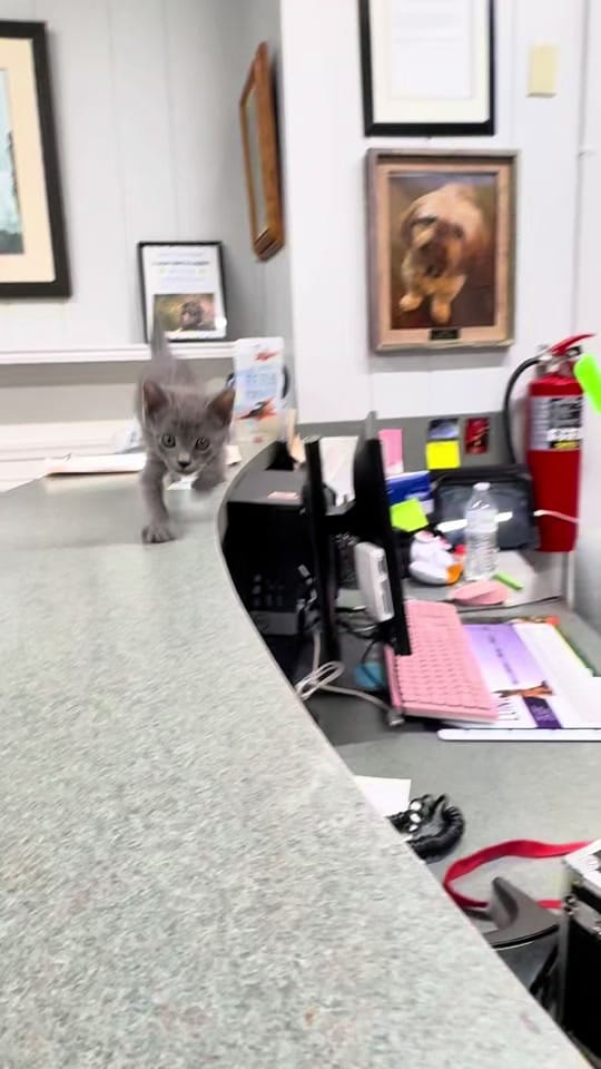 Post 3 by The Tablets on TikTok (video)
