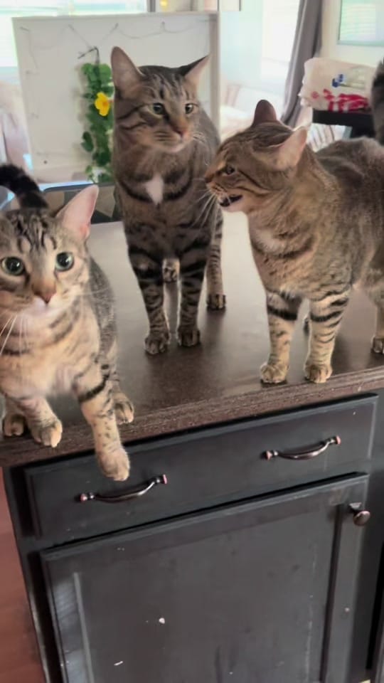 Post 5 by The Tablets on TikTok (video)