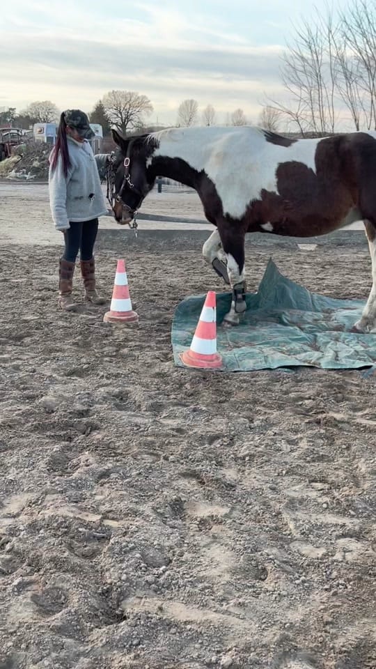 Post 7 by Villakunterbunt on TikTok (video)