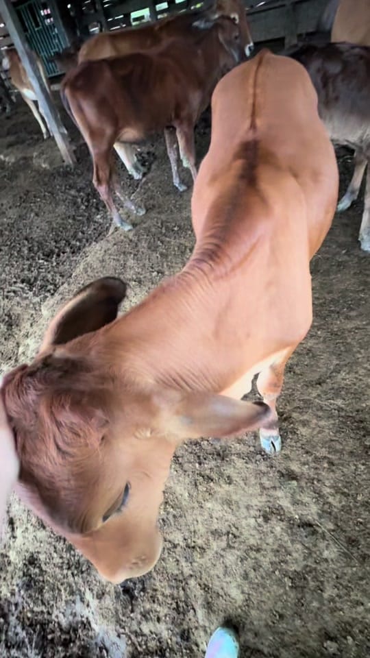 Post 4 by Diana Valencia on TikTok (video)