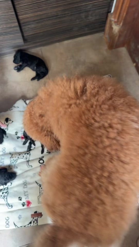 Post 10 by leona🦁 on TikTok (video)