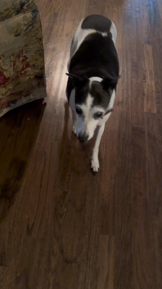 Post 4 by templeheightsvet on TikTok (video)