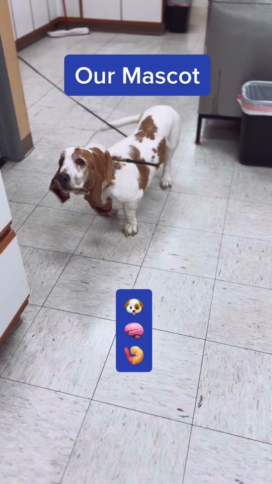 Post 7 by templeheightsvet on TikTok (video)