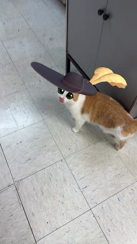 Post 2 by templeheightsvet on TikTok (video)