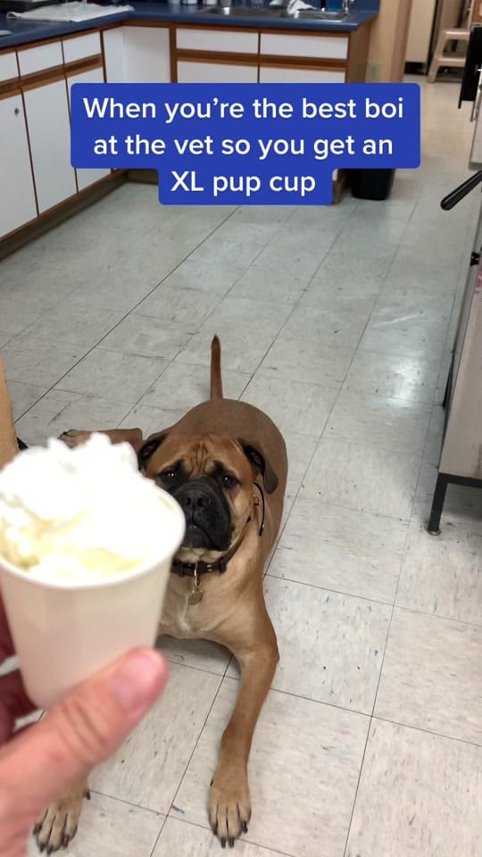 Post 5 by templeheightsvet on TikTok (video)